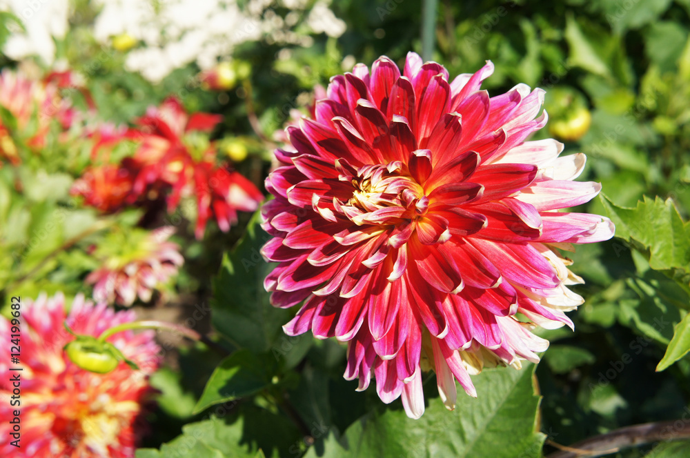 Beautiful red dahlia flower in sunlight Beautiful red dahlia flower in sunlight