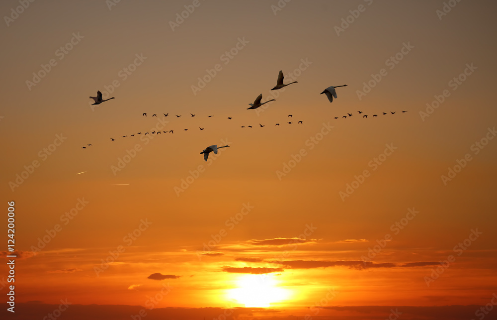 Fototapeta premium Golden sky on sunset or sunrise with flying birds natural backgr