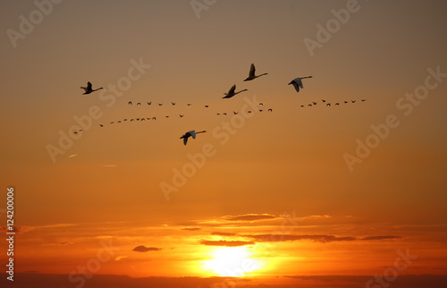 Golden sky on sunset or sunrise with flying birds natural backgr