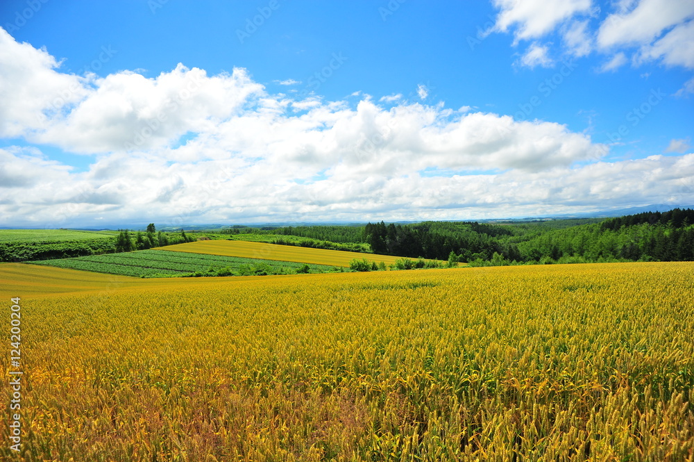 Landscape of Cultivated Lands at Countryside Landscape of Cultivated Lands at Countryside