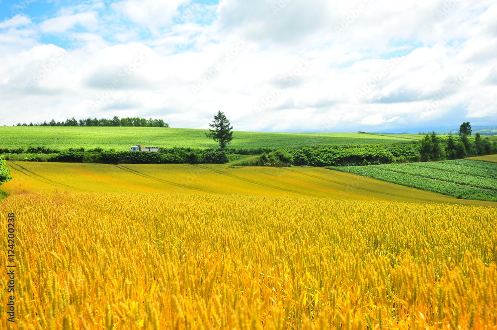 Landscape of Cultivated Lands at Countryside Landscape of Cultivated Lands at Countryside