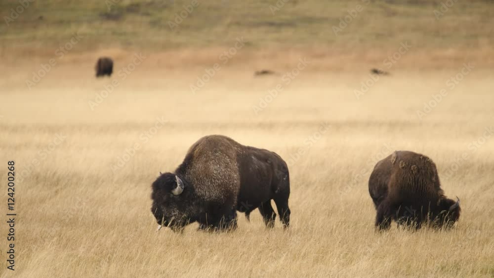 American bison grazing in grassy field at Yellowstone National Park American bison grazing in grassy field at Yellowstone National Park