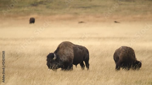 American bison grazing in grassy field at Yellowstone National Park 