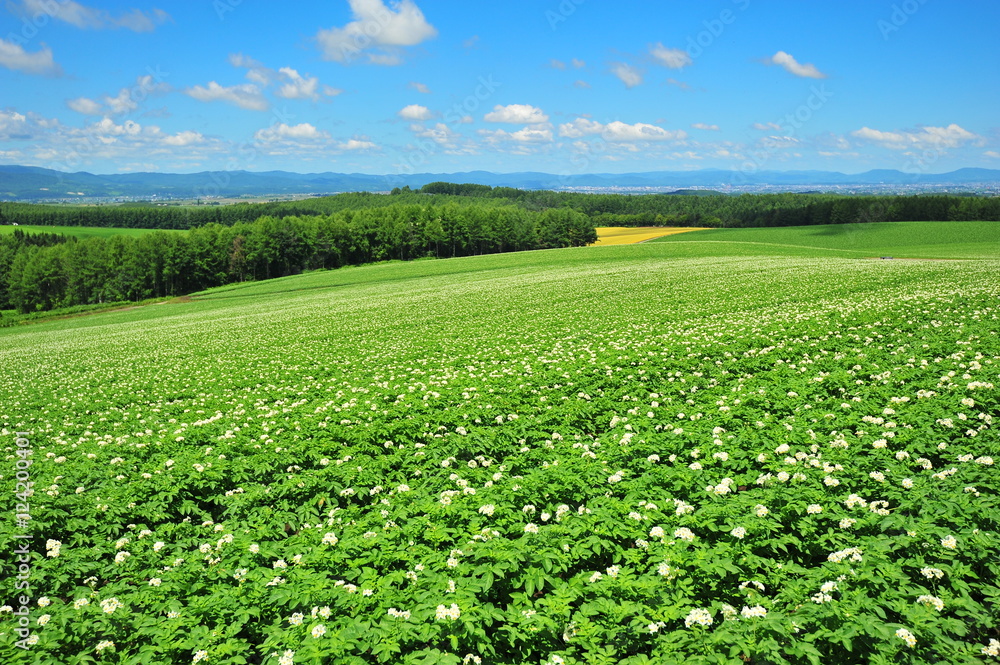 Landscape of Cultivated Lands at Countryside Landscape of Cultivated Lands at Countryside
