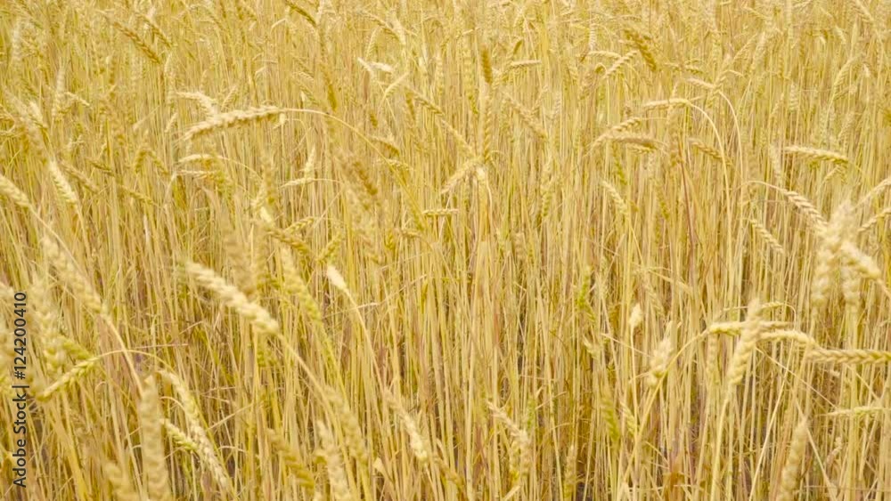 Yellow ears of wheat swaying in the wind on the field in a sunny summer day. Close-up. Slow motion. Yellow ears of wheat swaying in the wind on the field in a sunny summer day. Close-up. Slow motion.