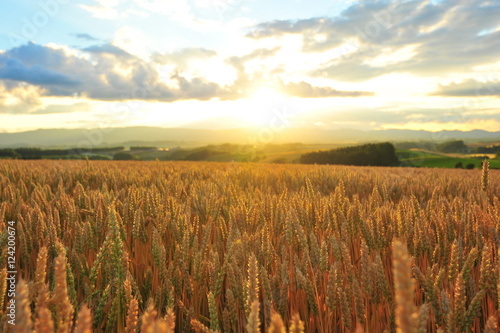 Landscape of Wheat Fields at Sunset