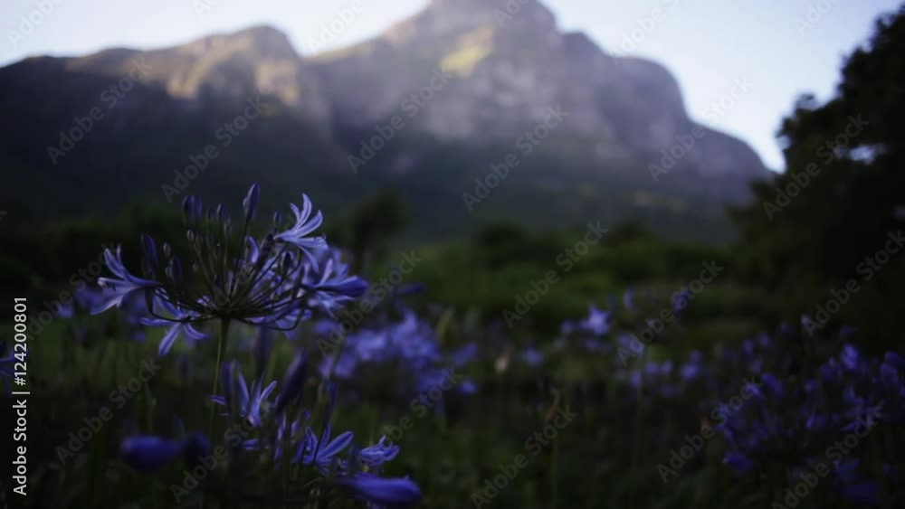 Lily flowers and Table Mountain, Cape Town, South Africa.