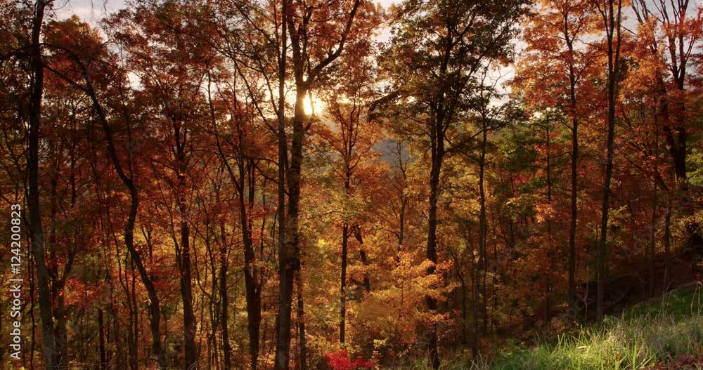Wide shot of tall trees in forest during autumn Wide shot of tall trees in forest during autumn