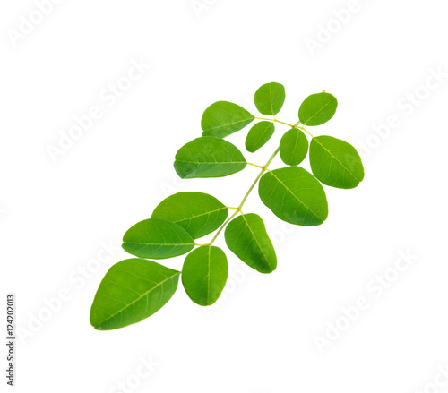 Moringa leaves on white background