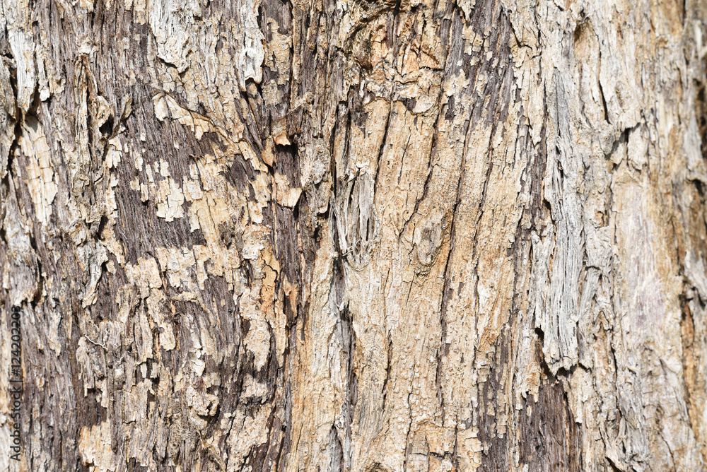old tree bark texture background old tree bark texture background