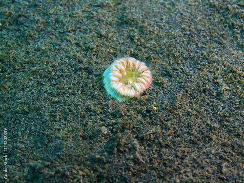 Single coral