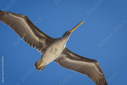 Pelican flyby
