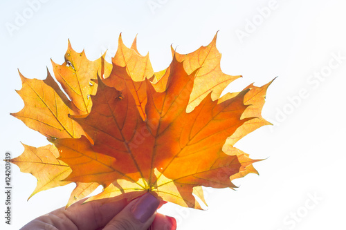 beautiful bright colored autumn leaves in hand
