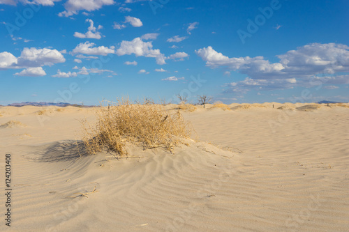 Brittle dry desert brush in the sands of American's southwest Mojave desert.