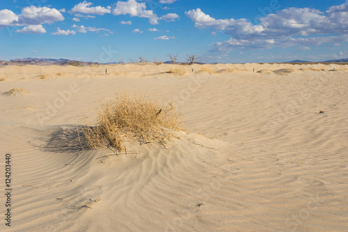 Dry brush lives in the sands of California's southern desert.