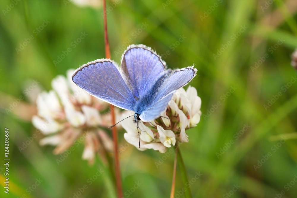 The scarce large blue - beautiful blue butterfly