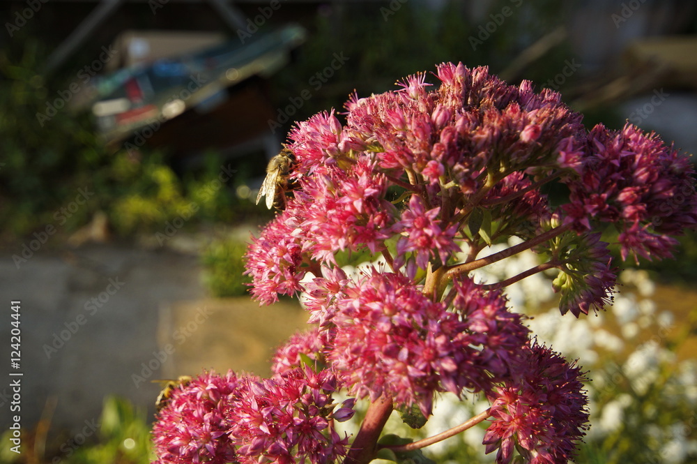 Obraz premium Bee pollinates purple flower