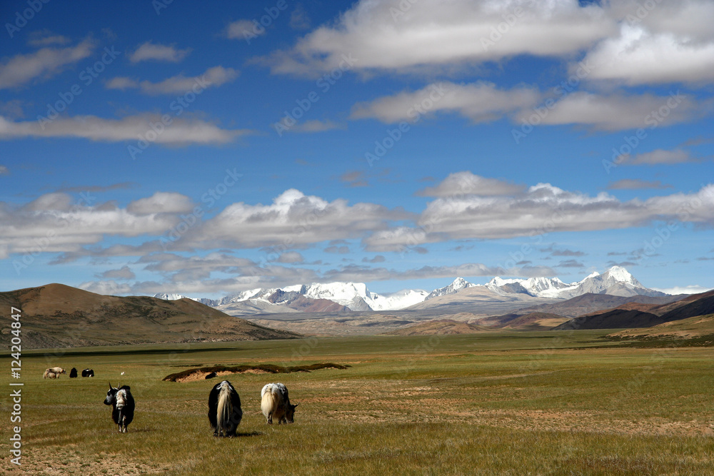 Fototapeta premium Yaks on Tibetan Plateau