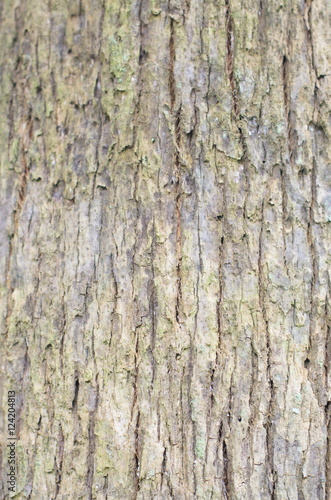 Bark surface. The surface texture of tree bark naturally.
