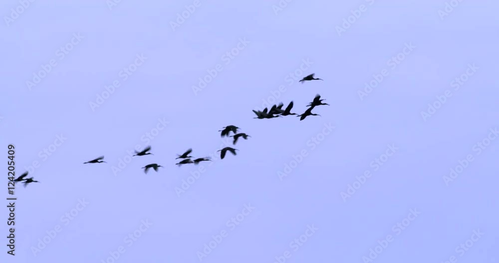 Tracking shot of heron flying in sky Tracking shot of heron flying in sky