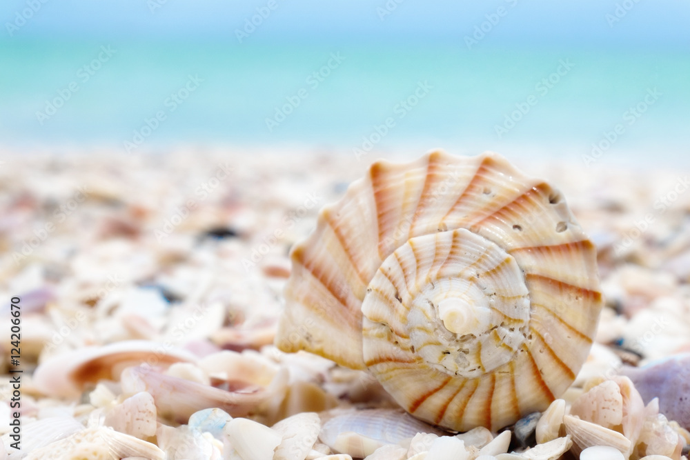 Spiral seashell on the beach with turquoise water in background Stock Photo