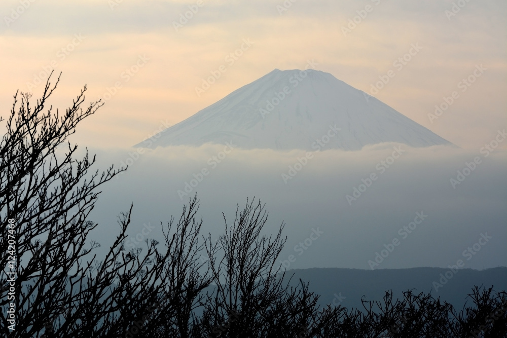 Close-up trees on Mountain Fuji in winter  natural landscape