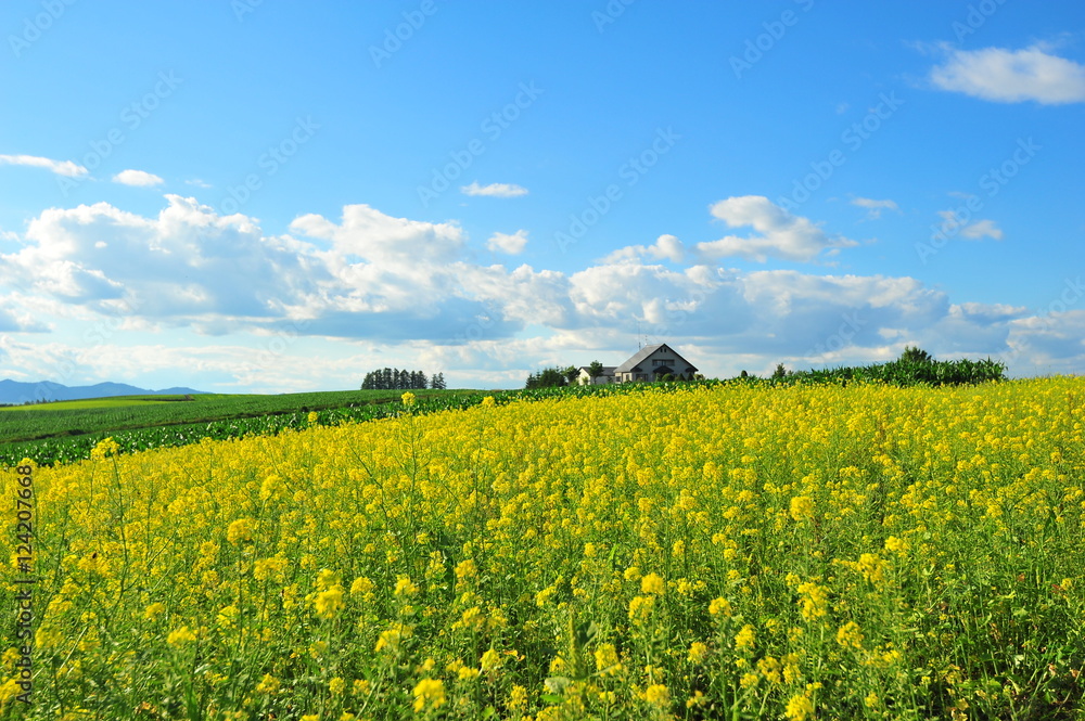 Cultivated Lands at Countryside of Japan