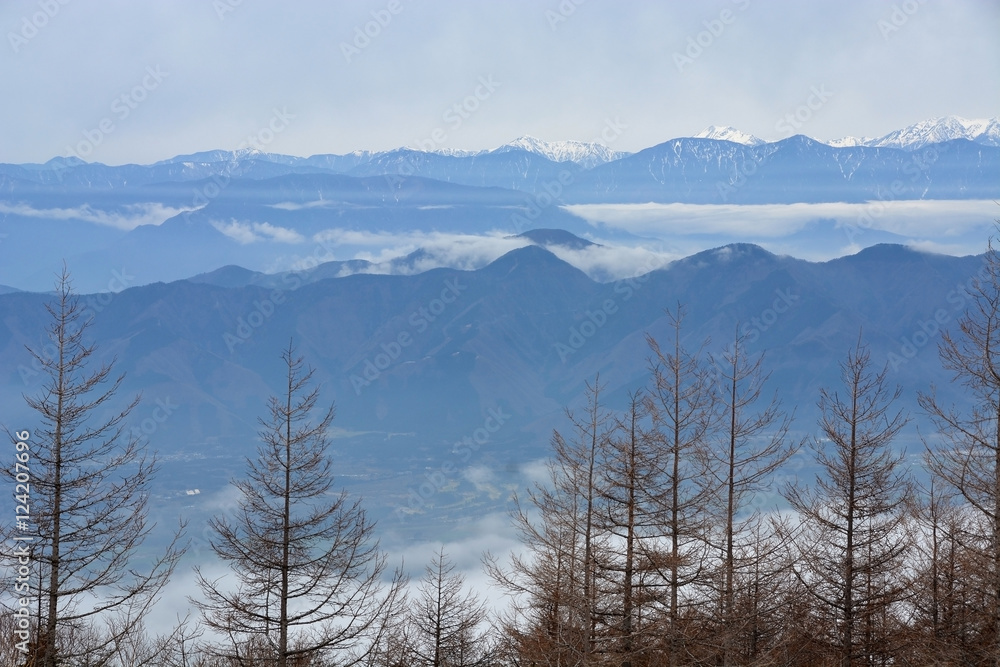 Trees on Mountain Fuji in winter  natural landscape
