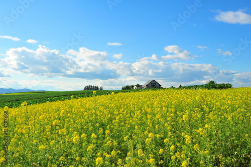 Cultivated Lands at Countryside of Japan