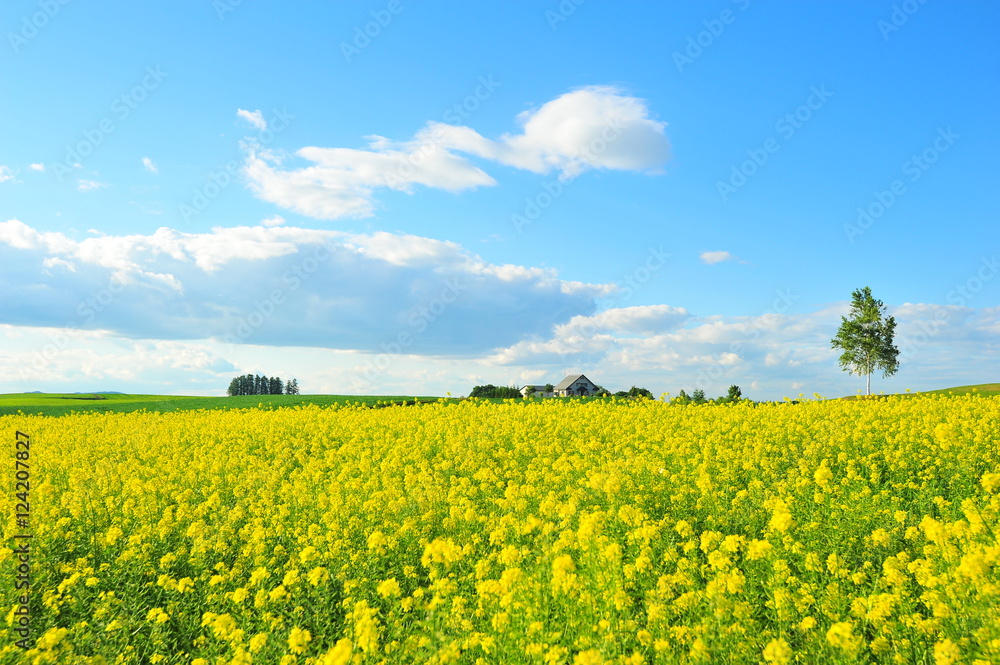 Cultivated Lands at Countryside of Japan