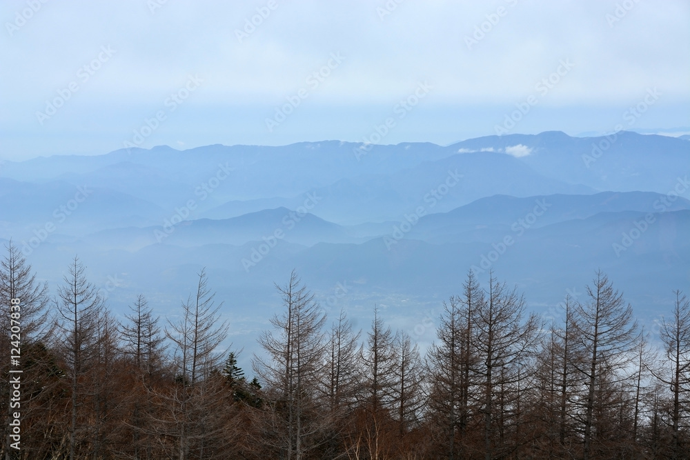 Trees on Mountain Fuji in winter  natural landscape