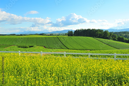 Green Fields at Countryside of Japan