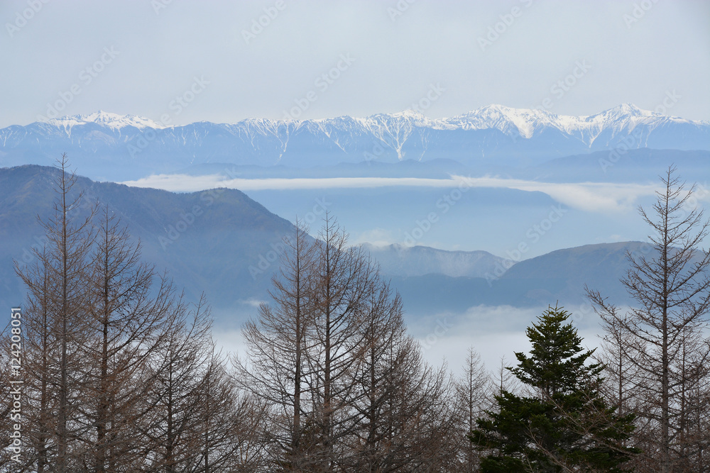 Fototapeta premium Trees on Mountain Fuji in winter natural landscape