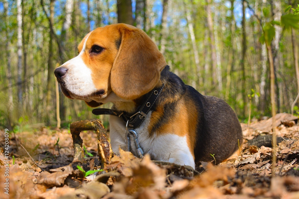 beagle in the park