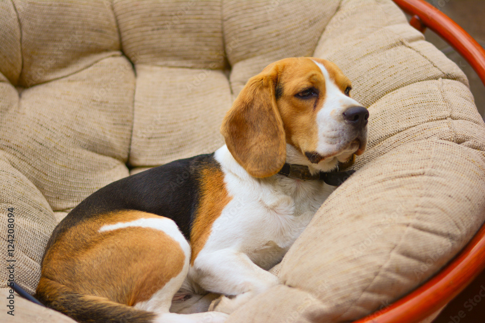 beagle lies in a chair