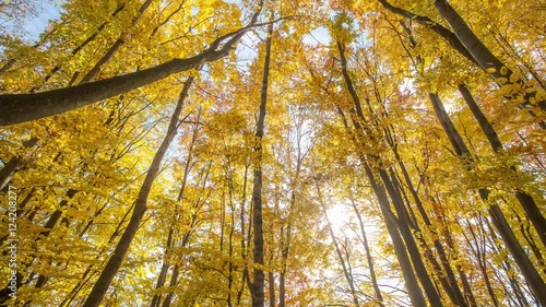 Bright sunny autumn forest