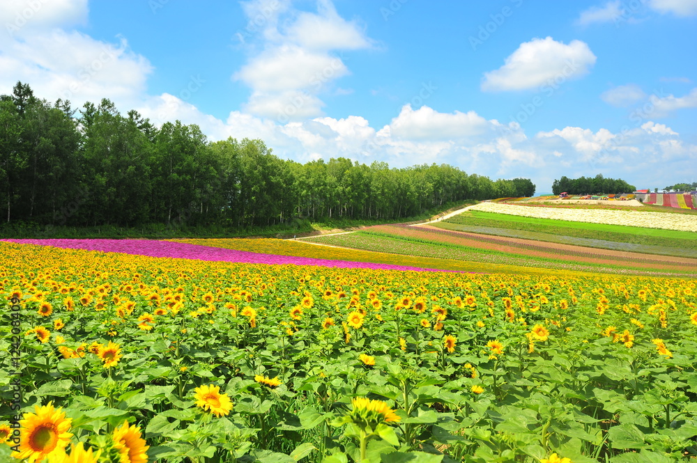 Colorful Flower Fields at Countryside of Japan