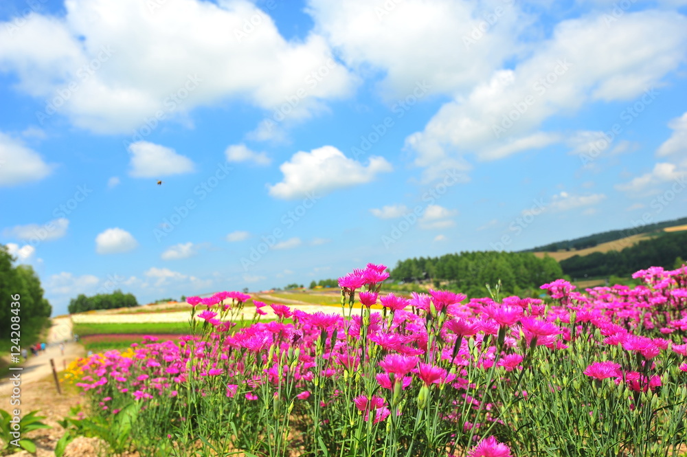 Colorful Flower Fields at Countryside of Japan Colorful Flower Fields at Countryside of Japan