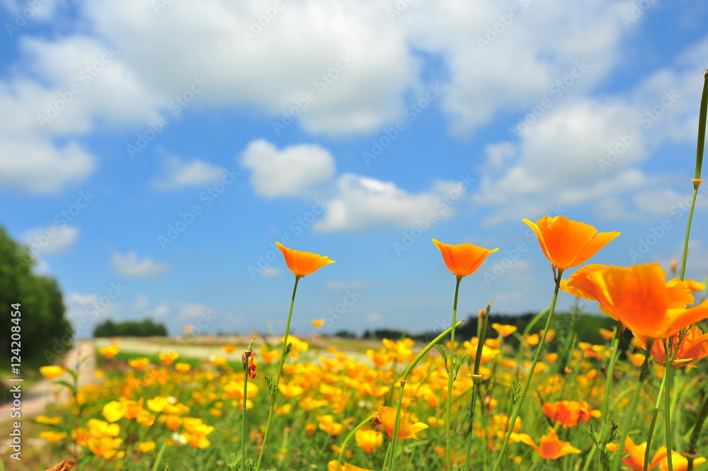 Fototapeta premium Colorful Flower Fields at Countryside of Japan