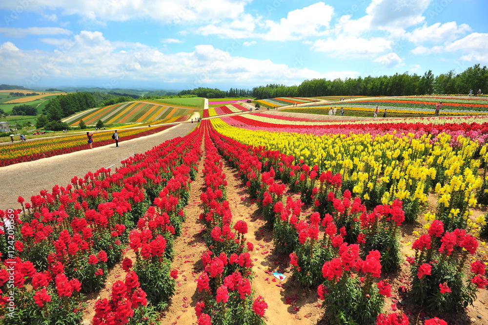 Colorful Flower Fields at Countryside of Japan Colorful Flower Fields at Countryside of Japan