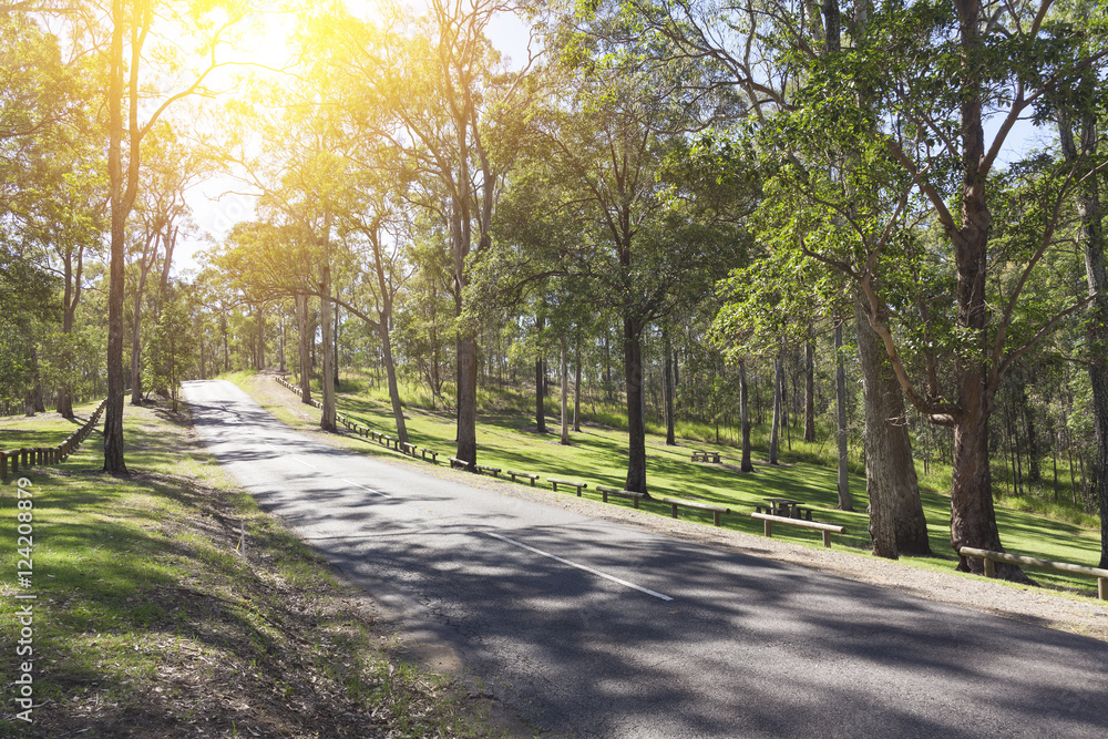 Fototapeta premium Deserted forest road