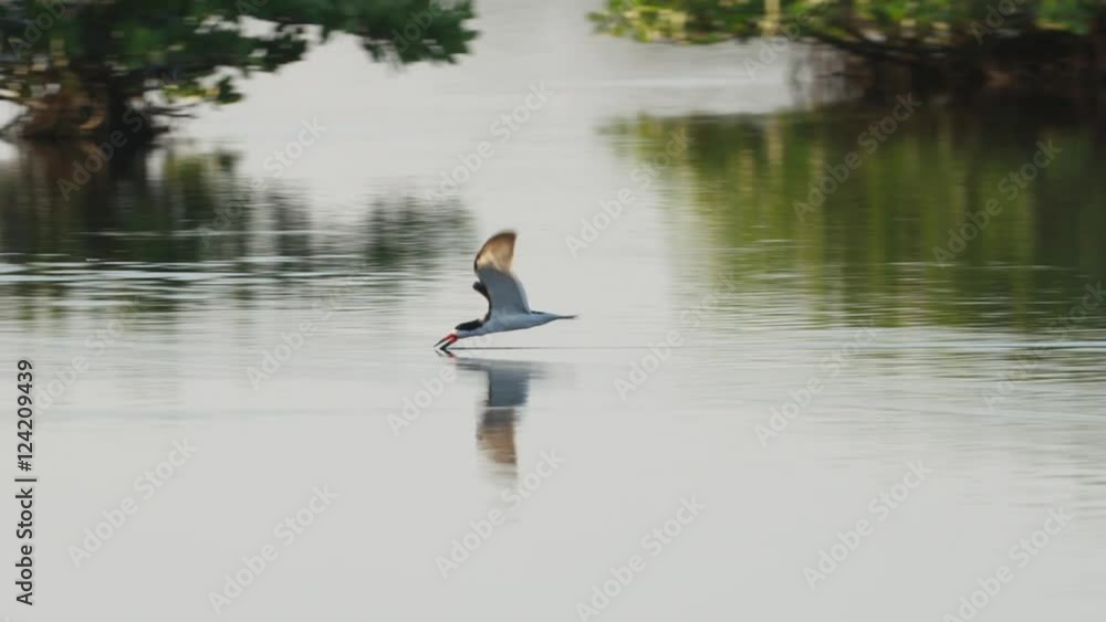 Slow motion of black skimmers hunting across the river Slow motion of black skimmers hunting across the river