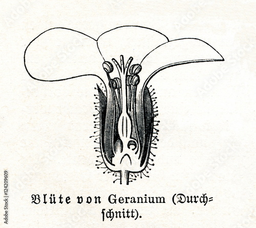 Fototapeta Naklejka Na Ścianę i Meble -  Geranium flower  (from Meyers Lexikon, 1895, 7/376)

