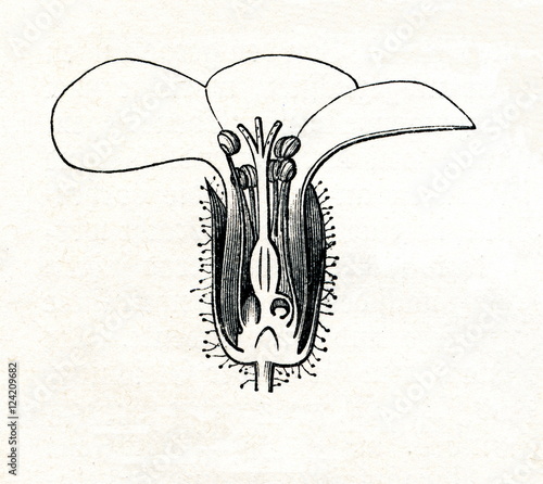 Fototapeta Naklejka Na Ścianę i Meble -  Geranium flower  (from Meyers Lexikon, 1895, 7/376)
