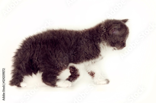 Curly kitten Selkirk Rex on white background