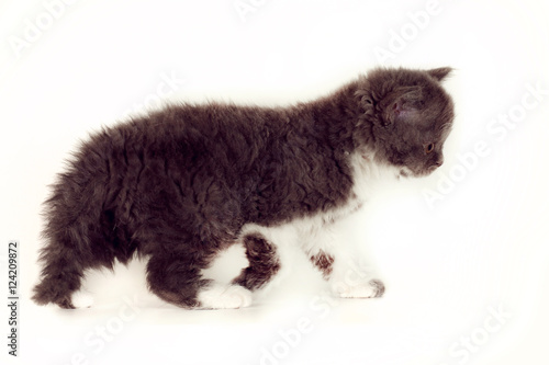 Obraz na płótnie Curly kitten Selkirk Rex on white background