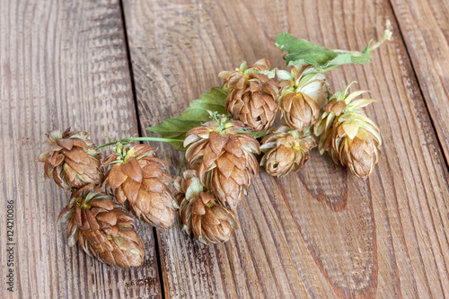 Brown hop cones on the dark wooden background