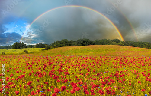 colorful rainbow over a meadow with blooming poppies