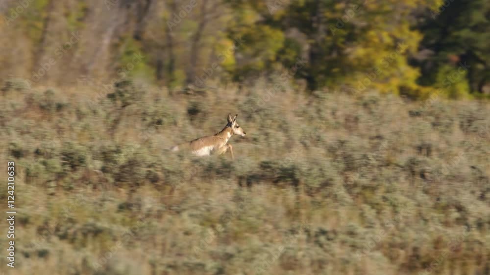 Tracking shot of antelopes running in field