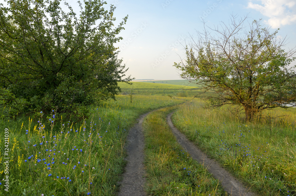 Summer landscape.